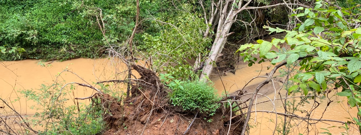 A collapsed tree and soil blocking the West Branch Rocky River stream.